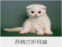 义乌市郢峪电子商务商行