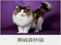 义乌市郢峪电子商务商行