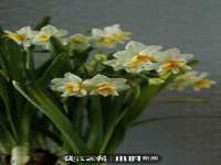 义乌市郢峪电子商务商行