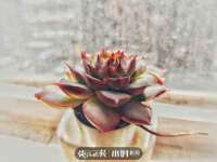 义乌市郢峪电子商务商行