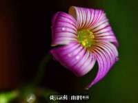 义乌市郢峪电子商务商行