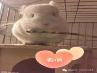 义乌市郢峪电子商务商行