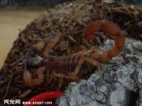义乌市郢峪电子商务商行
