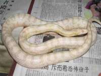 义乌市郢峪电子商务商行